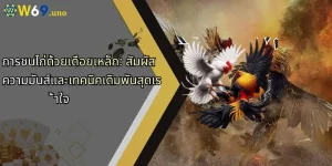 การชนไก่ด้วยเดือยเหล็ก: สัมผัสความมันส์และเทคนิคเดิมพันสุดเร้าใจ
